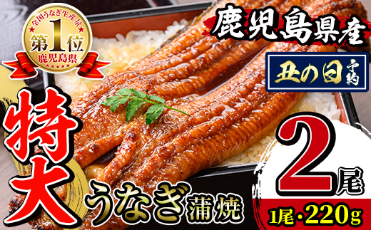i1078-A-us 【2026年丑の日までに配送】＼特大サイズ／鹿児島県産 うなぎ蒲焼 2尾（約220g×2・計約440g） たれ 山椒付きうなぎ 鰻 ウナギ 特大 特大サイズ 約220g 蒲焼き 国産 鹿児島県産 焼きたて 生産量日本一 真空パック おかず 晩御飯 特別な日 土用の丑の日 【薩摩川内鰻】
