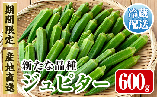 i1216-A ≪先行予約受付中！2026年7月下旬～10月下旬の間に発送予定≫いずみ産 オクラ 新たな品種・ジュピター(600g) オクラ おくら 野菜 夏野菜 サラダ おひたし 天ぷら 炒め物 新品種 【イーサイドライン】