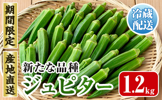 i1216-B ≪先行予約受付中！2026年7月下旬～10月下旬の間に発送予定≫いずみ産 オクラ 新たな品種・ジュピター(1.2kg) オクラ おくら 野菜 夏野菜 サラダ おひたし 天ぷら 炒め物 新品種 【イーサイドライン】