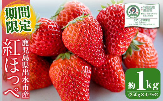 i403 ＜先行予約受付中！2026年1月上旬から4月上旬の間に発送！＞【期間・数量限定】いちご紅ほっぺ(計約1kg・250g×4P) いちご 苺 イチゴ 果物 くだもの フルーツ 旬 甘酸っぱい 紅ほっぺ 鹿児島県産 高尾野産 高床式栽培 【山ん神】