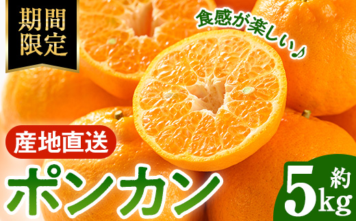 i987 ＜2026年1月中旬以降順次発送予定＞ポンカン(約5kg) みかん ポンカン ぽんかん 柑橘 果物 くだもの フルーツ 旬 ミカン オレンジ 数量限定 期間限定 【アーステクノ】