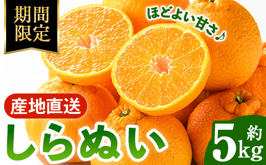 i989 ＜訳あり＞しらぬい(5kg) 数量限定 柑橘 デコポン でこぽん 不知火 しらぬい シラヌヒ 果物 くだもの フルーツ 旬 訳あり 【アーステクノ】