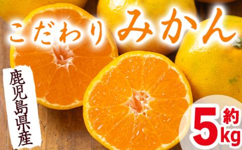 i627 ≪2024年10月中旬〜10月下旬の間に発送≫ こだわりみかん(約5kg) 国産 鹿児島県産 温州みかん みかん 柑橘 種果物 果物 くだもの フルーツ 旬 糖度抜群 [JA鹿児島いずみ(果実課)]