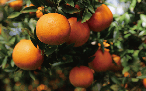 【2026年2月上旬～発送】たんかん約5kg(迫田果樹園/A-164) 鹿児島 開聞 たんかん みかん タンカン ミカン 指宿 フルーツ 果物 冬 旬 ご家庭用