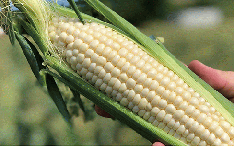 2026年5月中旬～発送【厳選とうもろこし】指宿産ホワイトコーン10本(わくわくファームたがわ/A-226) とうもろこし コーン トウモロコシ ホワイトコーン 国産 鹿児島 県産 旬 野菜 旬野菜 夏 初夏 ホワイト 農園 指宿 いぶすき