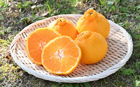 【2026年発送】かいもん不知火 約3kg(迫田果樹園/010-211) しらぬい みかん フルーツ 柑橘 旬 果物 いぶすき 指宿 鹿児島 開聞 完熟 果実 春