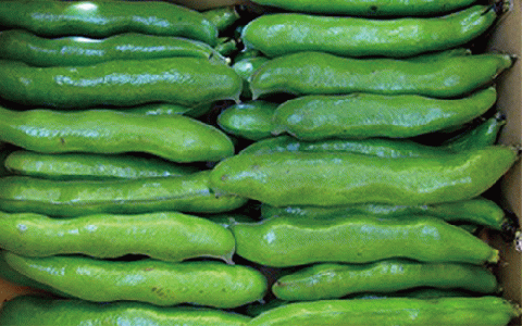 【2026年1月中旬～発送】指宿産サヤ付そらまめLサイズ約2kg(岡村商店/A-129) 鹿児島県 そらまめ ソラマメ そら豆 豆 旬 指宿市 春 野菜 サラダ おつまみ