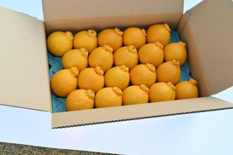 かいもん不知火5kg(迫田果樹園/016-1207) しらぬい 柑橘類 不知火 みかん フルーツ 柑橘 旬 春 果物 指宿 いぶすき 鹿児島