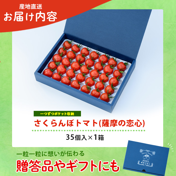 【2025年12月上旬～発送】【鹿児島県指宿市産】さくらんぼトマト 薩摩の恋心 35個入(シナジーブリーディング/010-373)トマト 美味しいトマト フルーツトマト サクランボ トマト ミニトマト ぷちぷよ