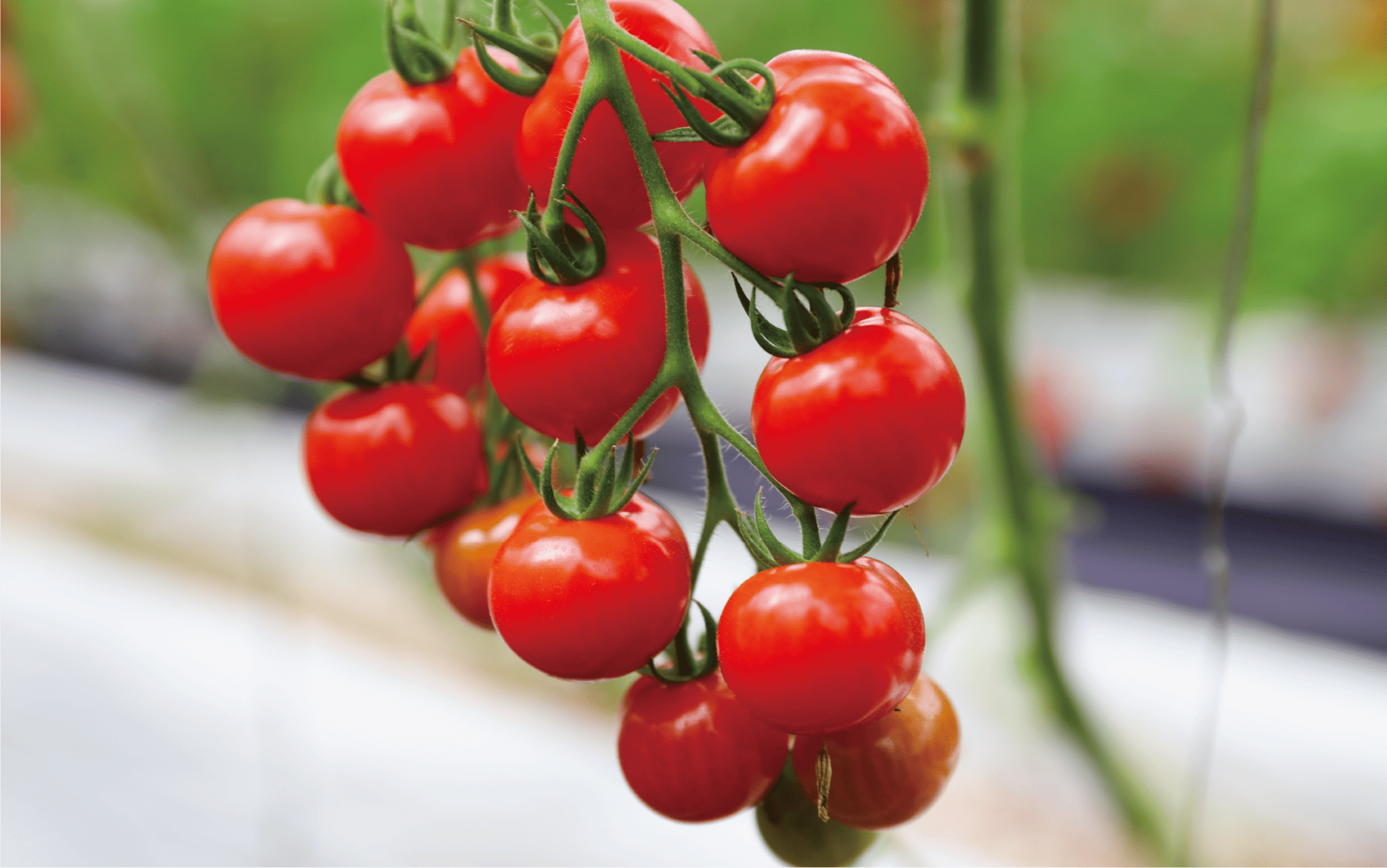 【2025年12月上旬～発送】【鹿児島県指宿市産】さくらんぼトマト 薩摩の恋心 35個入(シナジーブリーディング/010-373)トマト 美味しいトマト フルーツトマト サクランボ トマト ミニトマト ぷちぷよ