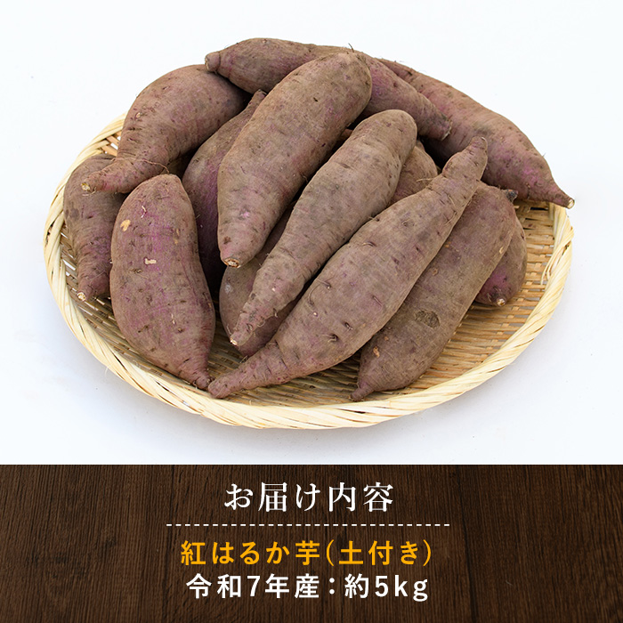 【2026年1月下旬頃～順次発送】糖度抜群 あま～い！紅はるか芋(土付き)約5kg(岡村商店/A-113)