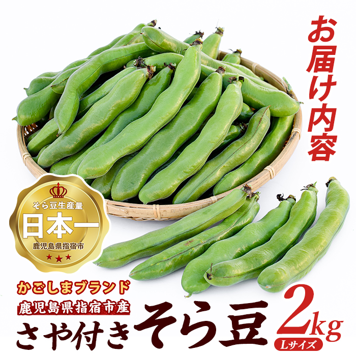 【2026年 発送】指宿産サヤ付そらまめLサイズ約2kg(岡村商店/IB024-017) 鹿児島県 そらまめ ソラマメ そら豆 豆 旬 指宿市 春 野菜 サラダ おつまみ