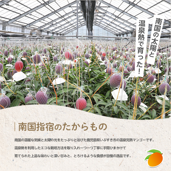 【2026年 発送 先行予約】南国いぶすきの温泉熱で育てた甘くて上品な温泉完熟マンゴー約2kg4～6個(T&P/IB057-002) マンゴー フルーツ 果物 旬 夏 指宿 いぶすき 鹿児島  完熟  お供え 御供 ギフト 贈り物 プレゼント グルメ 予約 先行予約 南国 南国フルーツ 果実 マンゴー 太陽 国産 鹿児島県産 果汁