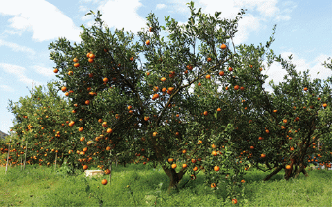 【2026年2月上旬～発送】たんかん約5kg(迫田果樹園/A-164) 鹿児島 開聞 たんかん みかん タンカン ミカン 指宿 フルーツ 果物 冬 旬 ご家庭用