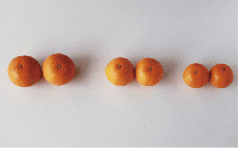 みかん農家坂元さんちのタンカンご家庭用8kg(坂元果樹園/A-056)