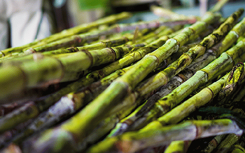 【鹿児島県産黒糖使用】国産クラフトラム ACOU RUM WHITE 500ml(大山甚七商店/010-509) ESSE ふるさと グランプリ 2023 金賞 授賞 ホワイトラム ラム カクテル オ