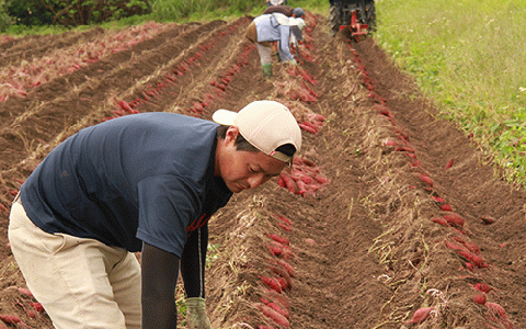 【2025年11月中旬～発送】指宿産 紅はるか 約7kg(アグリスタイル/A-301) 鹿児島 サツマイモ 薩摩芋 指宿市 焼芋 やきいも 焼きいも スイーツ おやつ デザート