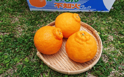 【2026年発送】かいもん不知火 約3kg(迫田果樹園/010-211) しらぬい みかん フルーツ 柑橘 旬 果物 いぶすき 指宿 鹿児島 開聞 完熟 果実 春