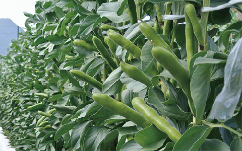 【2026年1月中旬～発送】指宿産サヤ付そらまめLサイズ約2kg(岡村商店/A-129) 鹿児島県 そらまめ ソラマメ そら豆 豆 旬 指宿市 春 野菜 サラダ おつまみ