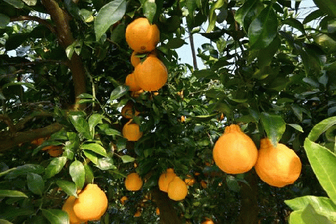 かいもん不知火5kg(迫田果樹園/016-1207) しらぬい 柑橘類 不知火 みかん フルーツ 柑橘 旬 春 果物 指宿 いぶすき 鹿児島