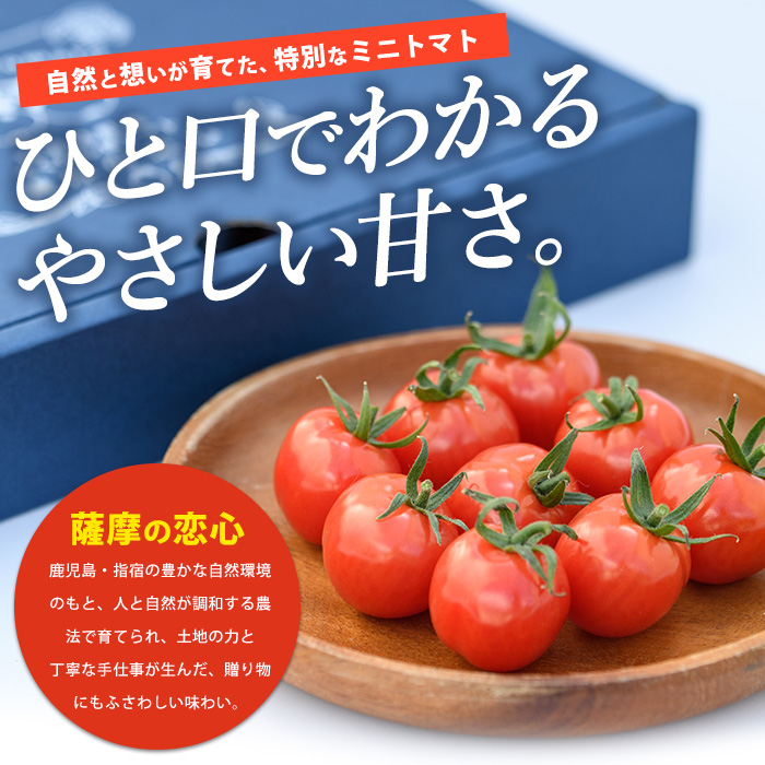 【2025年12月上旬～発送】【鹿児島県指宿市産】さくらんぼトマト 薩摩の恋心 35個入(シナジーブリーディング/010-373)トマト 美味しいトマト フルーツトマト サクランボ トマト ミニトマト ぷちぷよ