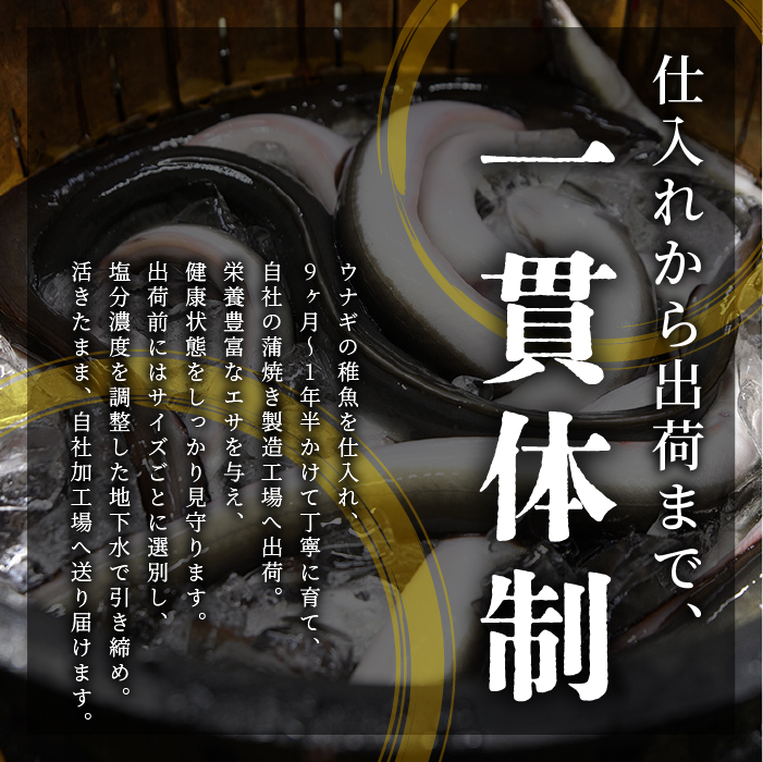 【2025年12月21日までのご入金で年内発送】鹿児島県産 鰻の蒲焼(無頭背開き)約165g×4尾(山中水産/033-1066) うなぎ 国産 鹿児島 蒲焼 丑の日 丑 土用丑の日