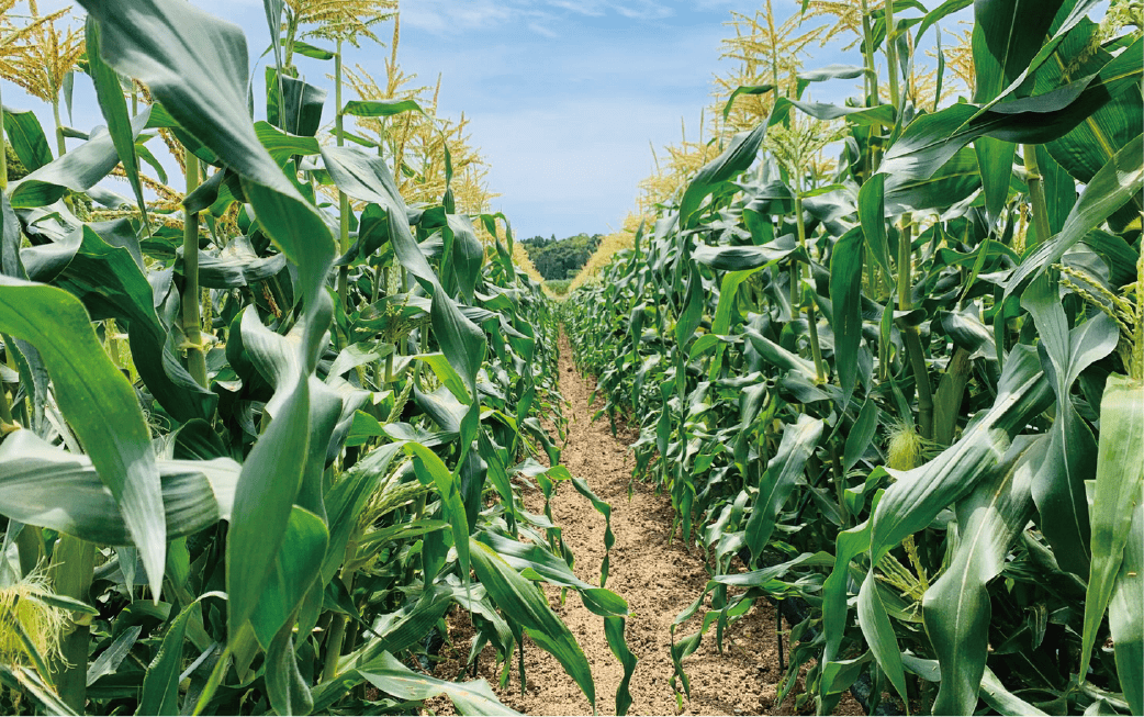 2026年5月中旬～発送【厳選とうもろこし】指宿産ホワイトコーン10本(わくわくファームたがわ/A-226) とうもろこし コーン トウモロコシ ホワイトコーン 国産 鹿児島 県産 旬 野菜 旬野菜 夏 初夏 ホワイト 農園 指宿 いぶすき