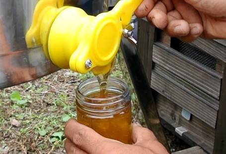 南国指宿の花々から採れた純粋はちみつ600g(鶴田養蜂場/A-132)