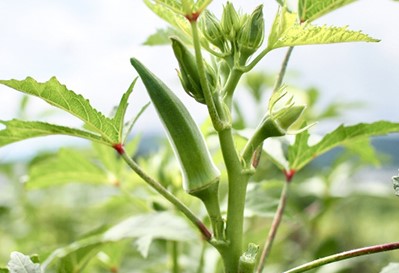 【指宿オクラ】オクラパウダー30包(エール/A-145)