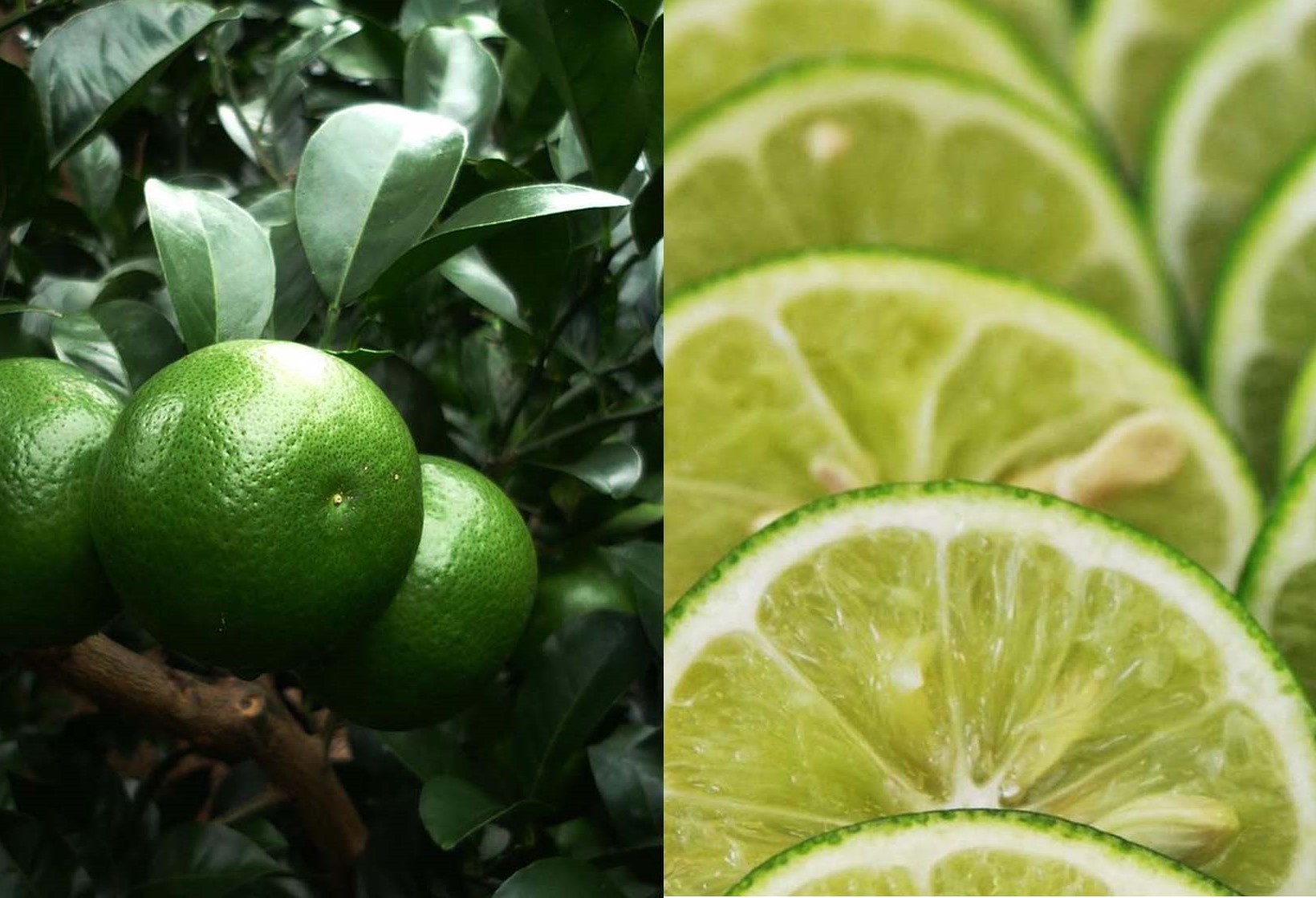 ボタニカル薫るクラフトジン JIN7ジンセブン01(700ml×1本)(岡村商店/016-1330)