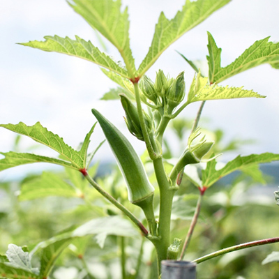 【指宿オクラ】オクラパウダー90包(エール/033-1087)