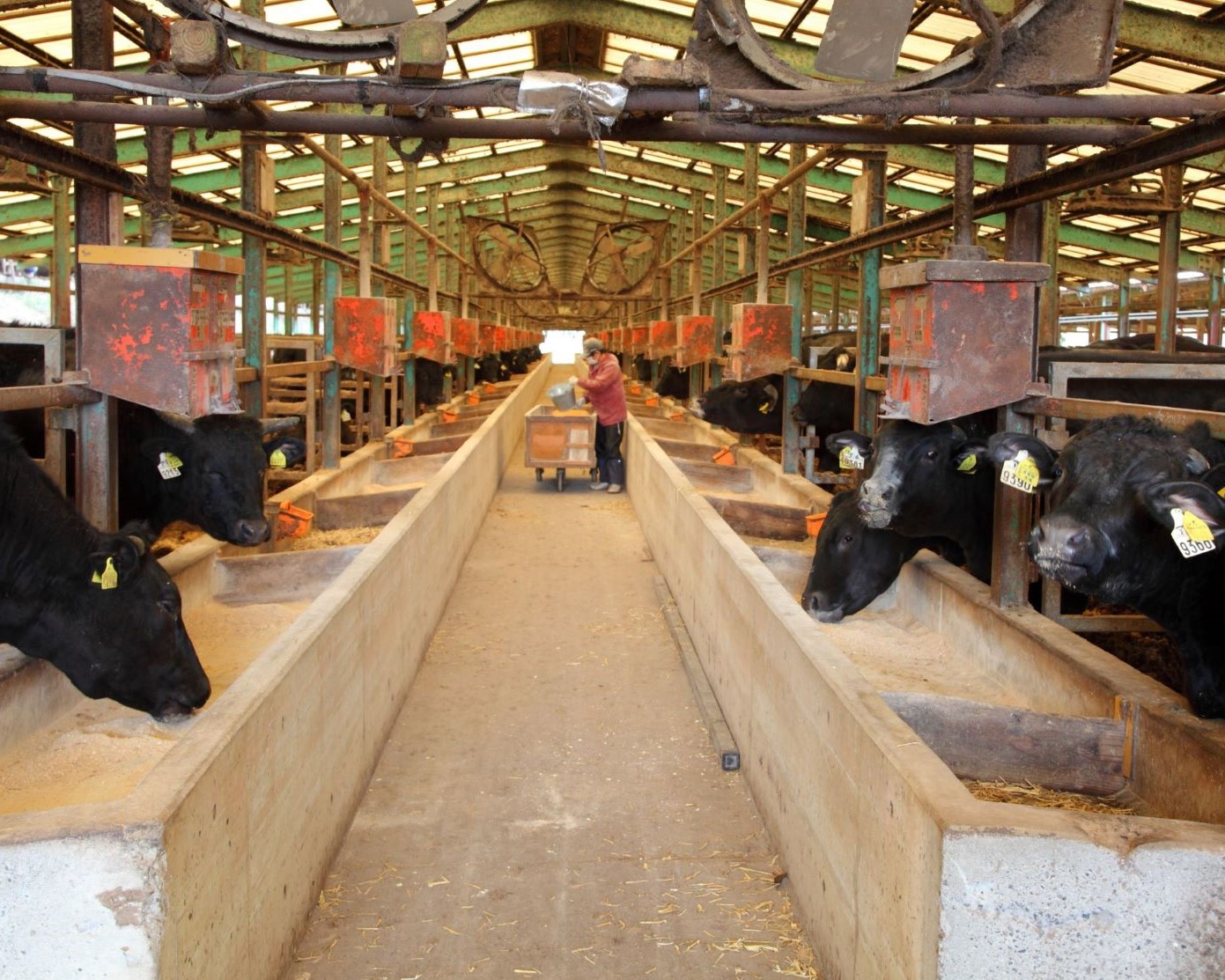 【A4ランク未経産黒毛和牛】黒毛和牛盛り盛り焼き肉♪三角バラ・肩ロースセット(指宿育ち！)(Meat you/077-1017)