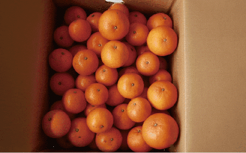 みかん農家坂元さんちのタンカンご家庭用8kg(坂元果樹園/A-056)