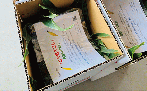 2026年5月中旬～発送【厳選とうもろこし】指宿産ホワイトコーン10本(わくわくファームたがわ/A-226) とうもろこし コーン トウモロコシ ホワイトコーン 国産 鹿児島 県産 旬 野菜 旬野菜 夏 初夏 ホワイト 農園 指宿 いぶすき