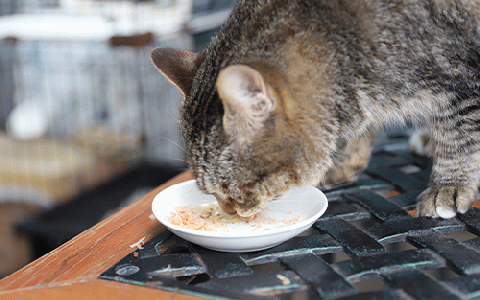 【ペットフード】猫用かつお節40袋(花けずり20袋・糸けずり20袋)鹿児島県指宿市産鰹節使用(はちわれ農園/010-352)