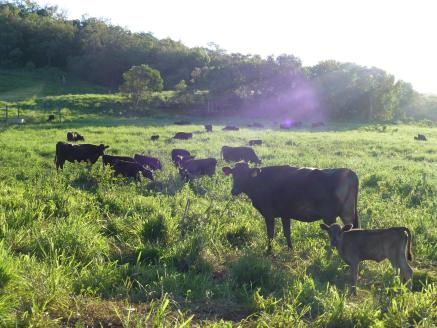 いわさきＷａｇｙｕビーフカレー6箱セット(指宿いわさきホテル/A-423)