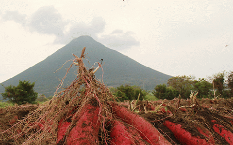 【2025年11月中旬～発送】指宿産 紅はるか 約7kg(アグリスタイル/A-301) 鹿児島 サツマイモ 薩摩芋 指宿市 焼芋 やきいも 焼きいも スイーツ おやつ デザート