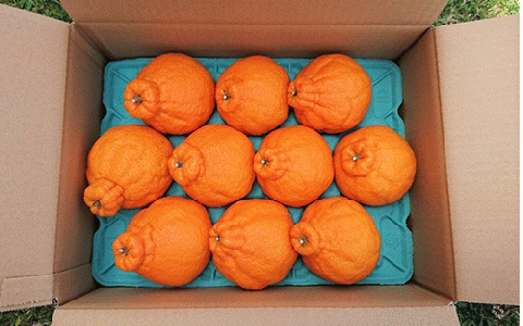 【2026年発送】かいもん不知火 約3kg(迫田果樹園/010-211) しらぬい みかん フルーツ 柑橘 旬 果物 いぶすき 指宿 鹿児島 開聞 完熟 果実 春