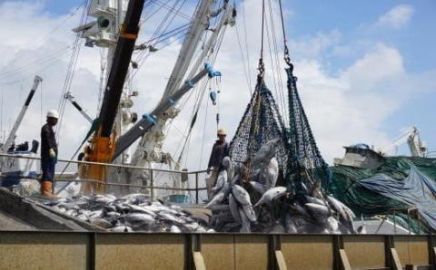 【全６回定期便】食べる最高級品 鰹本枯れ節定期便(活お海道/Z-016)