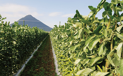 【2026年1月中旬～発送】指宿産サヤ付そらまめLサイズ約2kg(岡村商店/A-129) 鹿児島県 そらまめ ソラマメ そら豆 豆 旬 指宿市 春 野菜 サラダ おつまみ