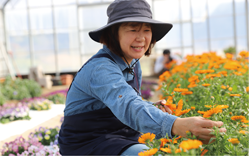 季節のエディブルフラワー(約100輪)(MICHI-FARM/010-1526) 花 食べられる花 食用花 エディブル フラワー 彩り 旬 飾り トッピング