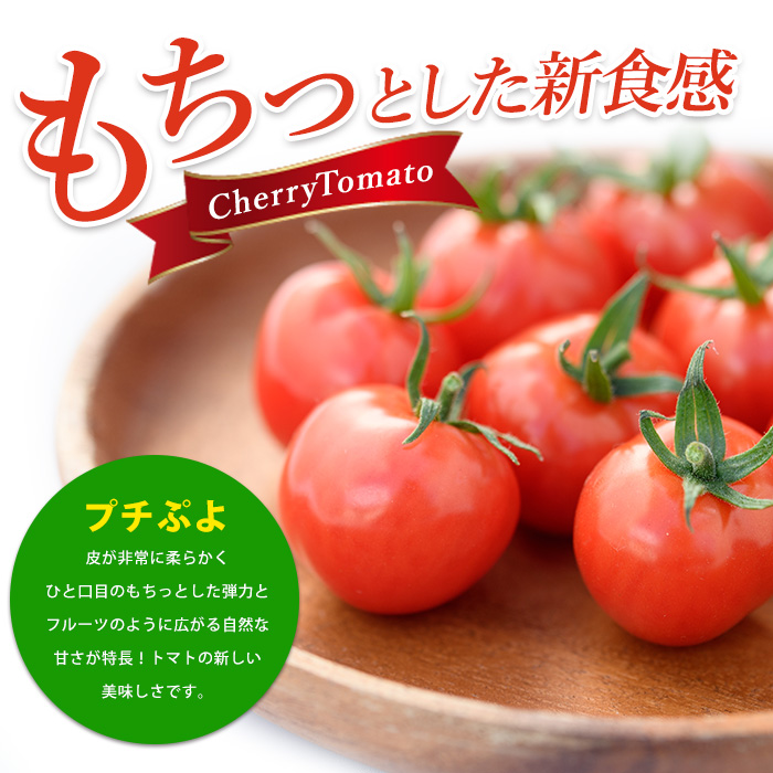 【2025年12月上旬～発送】【鹿児島県指宿市産】さくらんぼトマト 薩摩の恋心 35個入(シナジーブリーディング/010-373)トマト 美味しいトマト フルーツトマト サクランボ トマト ミニトマト ぷちぷよ