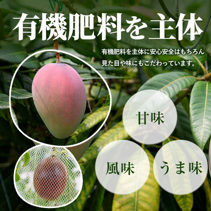 【2026年 発送】【訳あり】しあわせ完熟マンゴー 約800g(マンゴーの森/016-2055) 2玉 ～ 3玉 国産 南国 指宿産 鹿児島 アップルマンゴー マンゴー 果物 くだもの フルーツ 完熟 産地直送 お取り寄せ