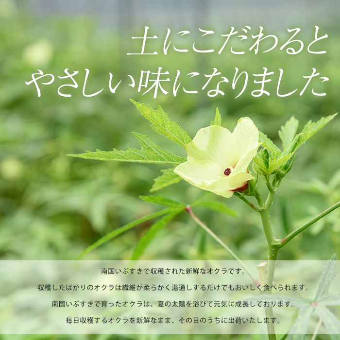 オクラそうめんとオクラうどんとオクラパウダーのセット(アグリスタイル/022-1201) 鹿児島県 指宿市 特産品 オクラパウダー パウダー 粉末 野菜パウダーうどん そうめん おくら オクラ 野菜 夏野菜 セット