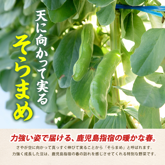 【2026年 発送】指宿産サヤ付そらまめLサイズ約2kg(岡村商店/IB024-017) 鹿児島県 そらまめ ソラマメ そら豆 豆 旬 指宿市 春 野菜 サラダ おつまみ