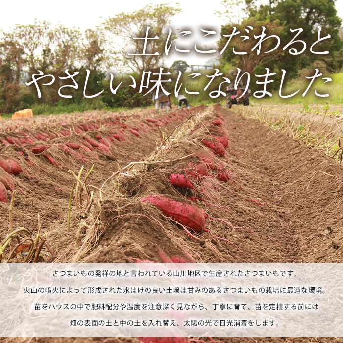 【2025年11月中旬～発送】指宿産 紅はるか 約7kg(アグリスタイル/A-301) 鹿児島 サツマイモ 薩摩芋 指宿市 焼芋 やきいも 焼きいも スイーツ おやつ デザート