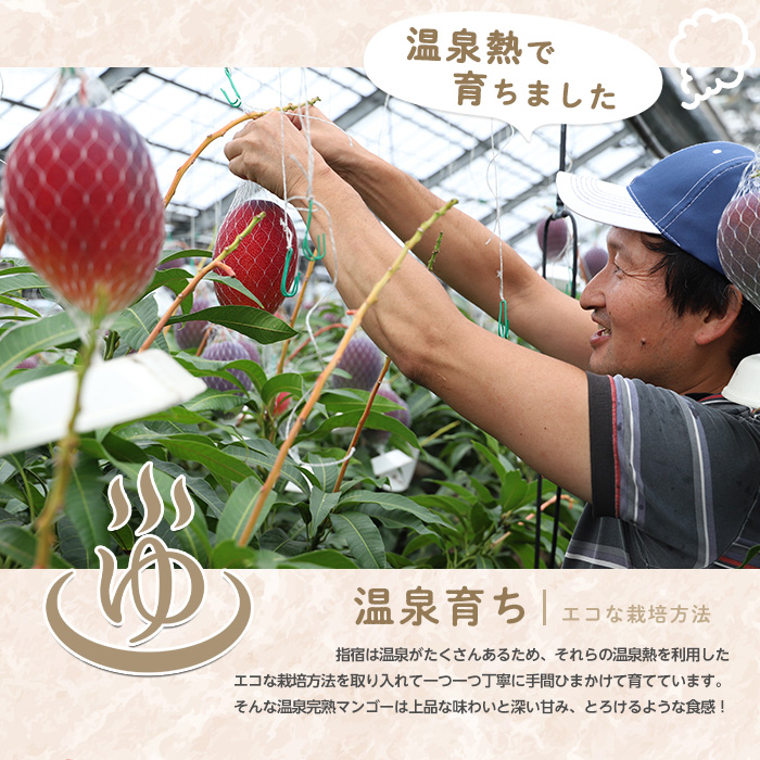 【2026年 発送 先行予約】【訳あり】鹿児島県いぶすき産 温泉完熟マンゴー約1kg(T&P/IB057-001) マンゴー フルーツ 果物 旬 夏 指宿 いぶすき 鹿児島  完熟  グルメ 南国 南国フルーツ 果実 マンゴー 太陽 国産 鹿児島県産