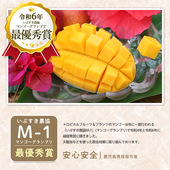 【2026年 発送 先行予約】鹿児島県いぶすき産 温泉完熟マンゴー約1kg(T&P/IB057-003) マンゴー フルーツ 果物 旬 夏 指宿 いぶすき 鹿児島  完熟  お供え 御供 ギフト 贈り物 プレゼント グルメ 予約 先行予約 南国 南国フルーツ 果実 マンゴー 太陽 国産 鹿児島県産 果汁