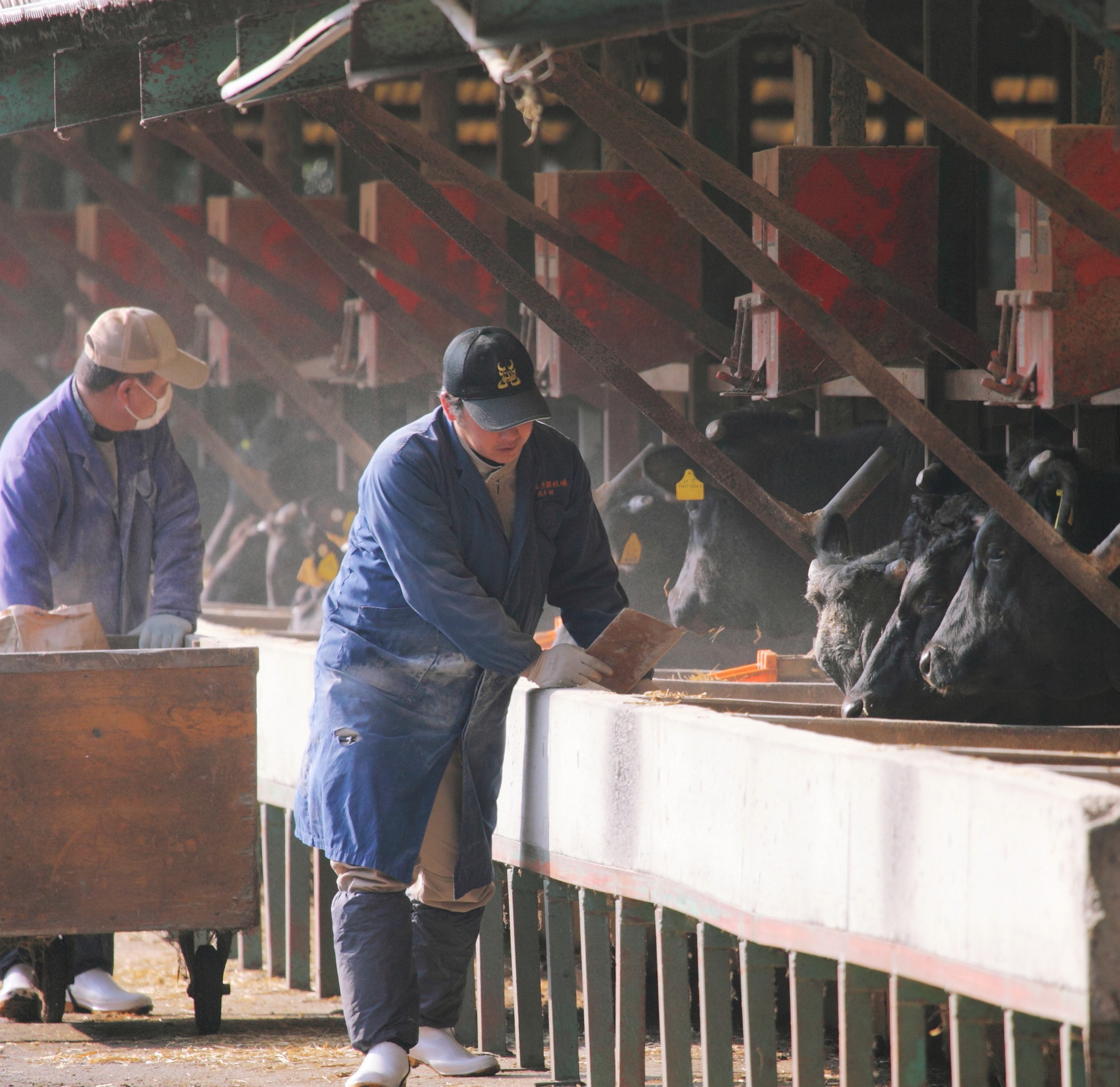 ＜A4ランク未経産黒毛和牛＞肩ローススライス400g(指宿育ち!)(Meat you/022-1185)