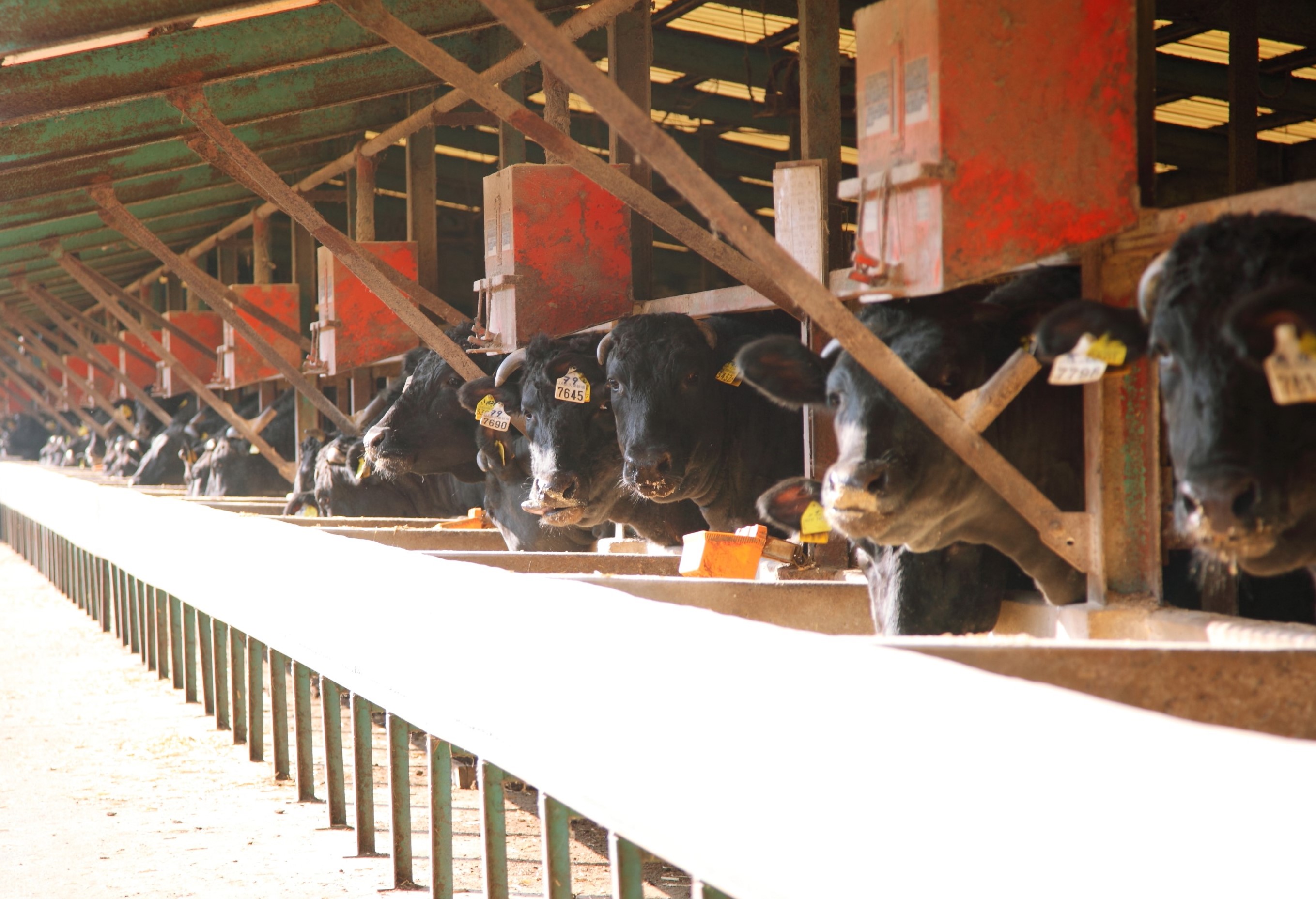 【指宿育ち】黒毛和牛 サーロインステーキ230g×2枚(Meat you/037-1183)